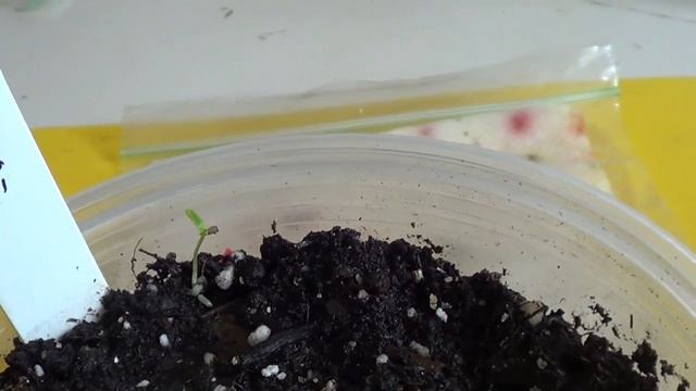 Как выращивать розы из семян смотреть онлайн