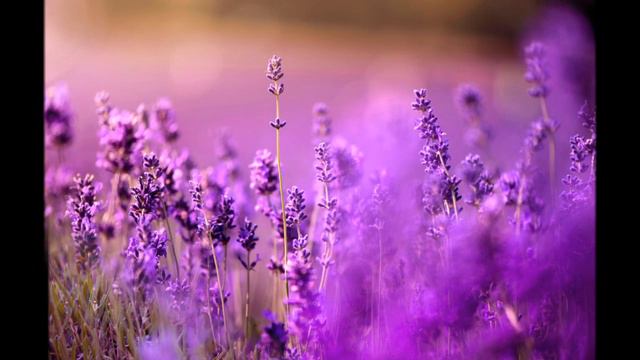 Поёт Дмитрий Богомолов - Лаванда смотреть онлайн