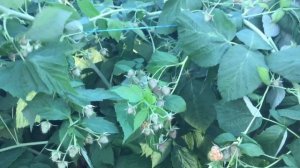 Малина саженцы сорта. Малина с огромным потенциалом Джоан Джей.