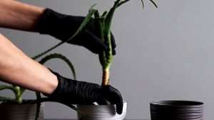 Уход За Алоэ В Домашних Условиях / Уход И Супер Подкормка Для Отличного Роста и Цветения Столетника