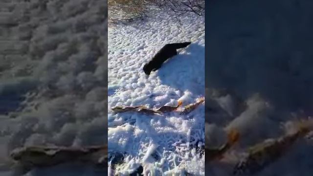 Кормим норку смотреть онлайн