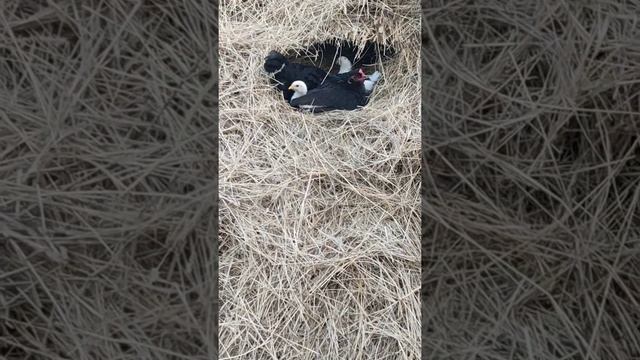 Цыплята верхолазы. Домашние животные. смотреть онлайн