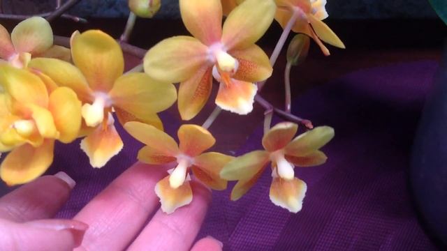 Легато?Желтый шоколад?Сказка?Солнечный поцелуй?полный поспуск? смотреть онлайн