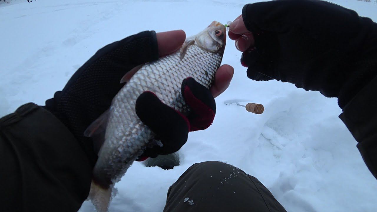 Загиб кивка на Безмотылку. Ёрш, царь водоёма. Зимняя Рыбалка