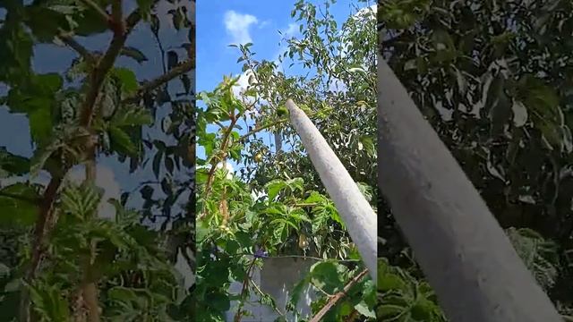 Карака Блэк на 13 сентября на шпалере. смотреть онлайн