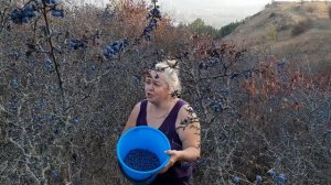 сбор терна на бургустанском хребте