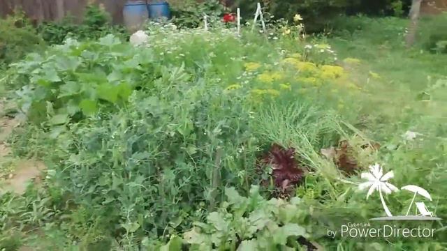 Дача после месячного отсутствия. смотреть онлайн