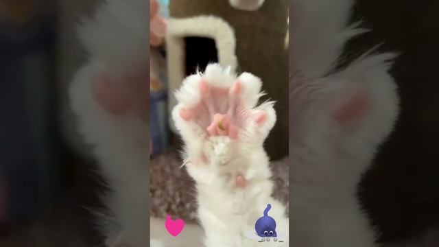 Лапка со смайликами