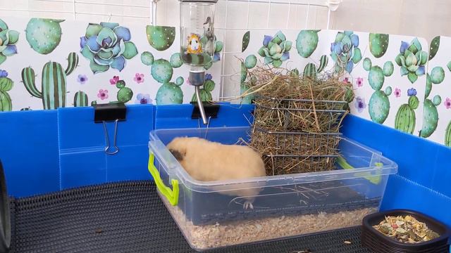 Маленькая морская свинка изучает свой новый большой дом / Little guinea pig is moving to a C&C cage смотреть онлайн