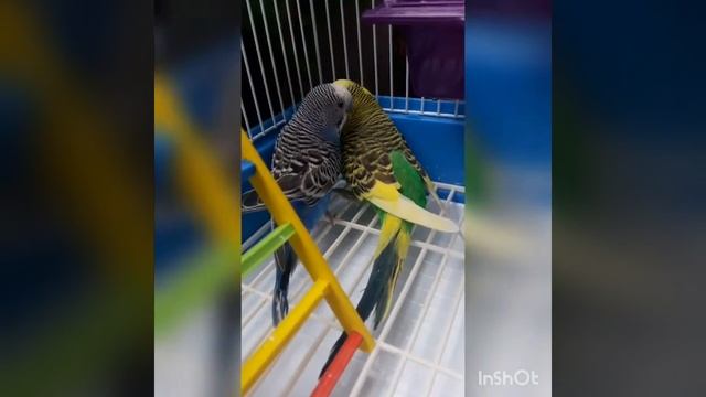 Милые создания - Волнистые ПОПУГАИ 2019 ??️ Любовь между птицами смотреть онлайн