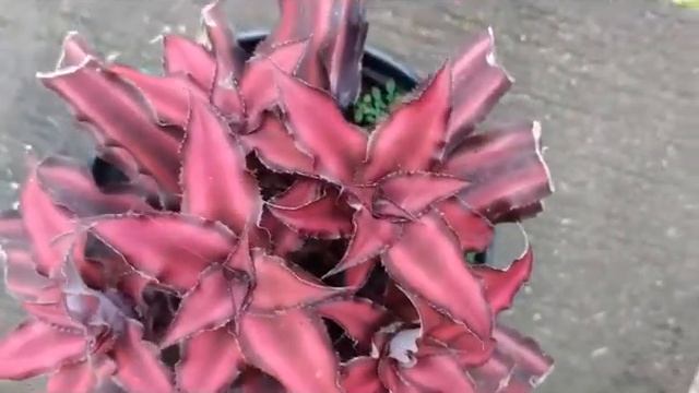 Cryptanthus ' Ruby' смотреть онлайн