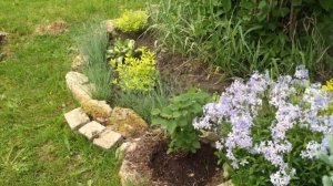 ОБЗОР САДА. ХОСТЫ в моём саду