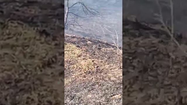 ПОЖАР НА ОСТРОВЕ-САРПИНСКИЙ. ВОЛГОГРАД. СГОРЕЛО -7 ДАЧ. смотреть онлайн