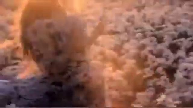 Gucci Flora Fragrance Advert by Chris Cunningham смотреть онлайн