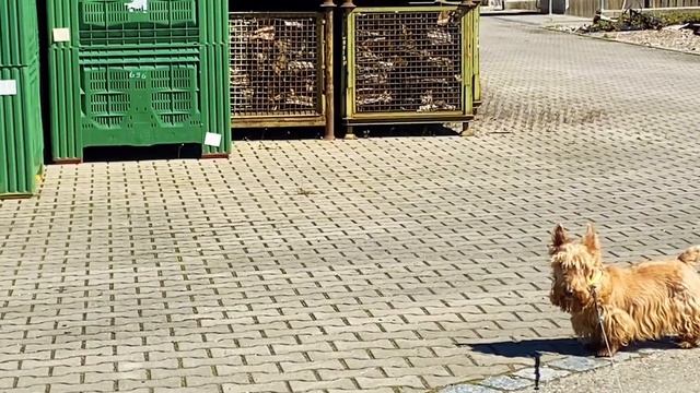Как у нас скотч терьеры появились//В Германию пришло тепло//Расцвела под окошком черешня смотреть онлайн