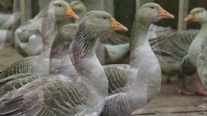 Разведение Больших Серых гусей как бизнес идея