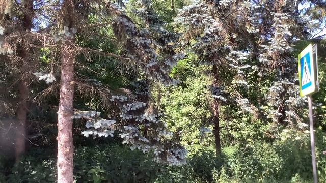 Поездка по туристическому маршруту 1 от Светлогорска до Танцующего леса смотреть онлайн