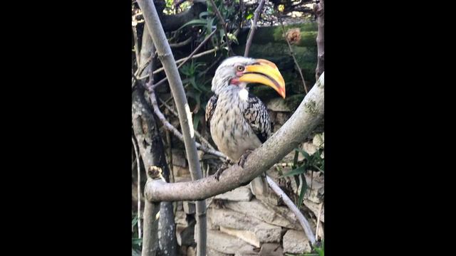 Южная Африка Кейптаун World of Birds 2 1 смотреть онлайн