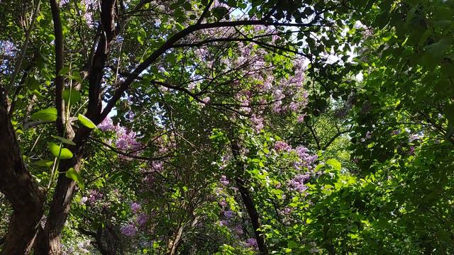 Пение соловьев и аромат сирени в Парке Горького смотреть онлайн