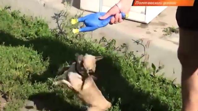 Омская жара испытывает на прочность хвостатых питомцев смотреть онлайн