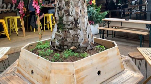 Large Butia Capitata growing in pot смотреть онлайн