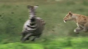 Лев охотится за зеброй