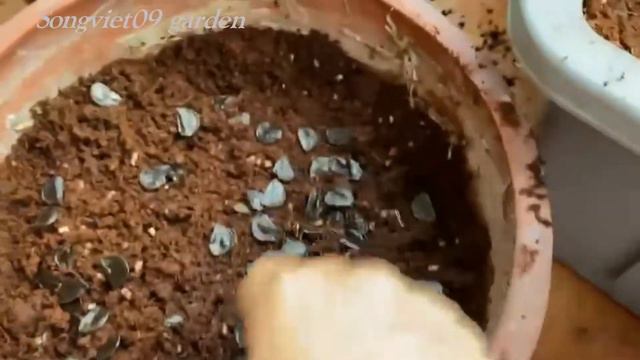 Cách gieo hạt hoa lan huệ смотреть онлайн