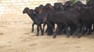 Гиссарские овцы. Gissar Sheep.