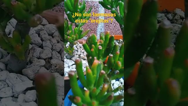 Crassula ovata 'Gollum' смотреть онлайн