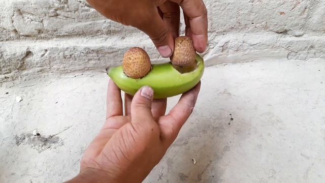 Seedlings Of Litchi Fruit From Litchi Fruit With Bananas