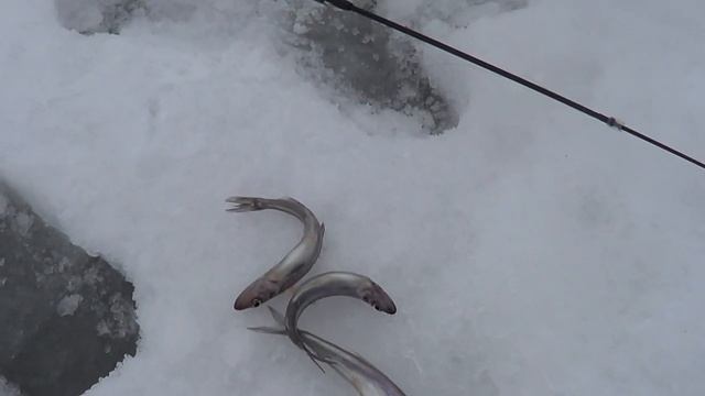 Ловля корюшки без наживы на Финском заливе на Musurok