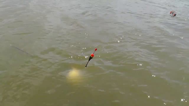 Рыбалка, река Кирпили, поклевка Карпа на поплавочную удочку с дальним забросом Fishing la pesca смотреть онлайн