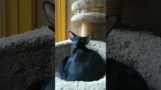 Котенок петерболд вариетта смотреть онлайн