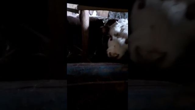 отзыв нашего покупателя на добавку Аль Карал для КРС смотреть онлайн