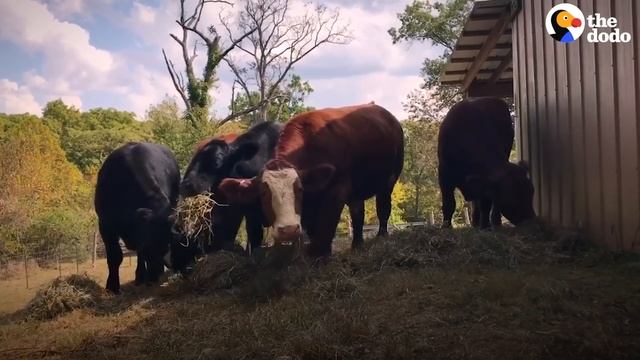 Brave Bull And His Brothers Escape The Slaughterhouse | The Dodo смотреть онлайн