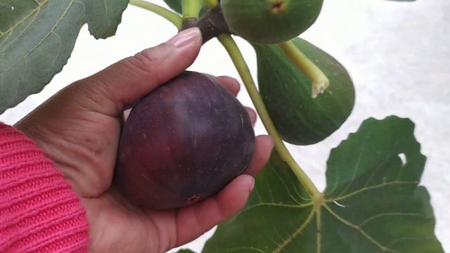 Composta: Resultados de la composta hecha con cascaras de frutas y verduras. смотреть онлайн