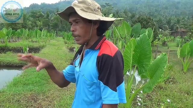 BUDIDAYA IKAN GURAME KEUNTUNGANNYA LUAR BIASA DARI PENJUALAN TELUR IKAN GURAME, GAJIAN SETIAP HARI смотреть онлайн