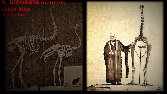 TOP 10 LARGEST PREHISTORIC BIRDS (ranking) - with description смотреть онлайн