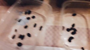 Как посеять семена Гортензии? Особенности выращивания!