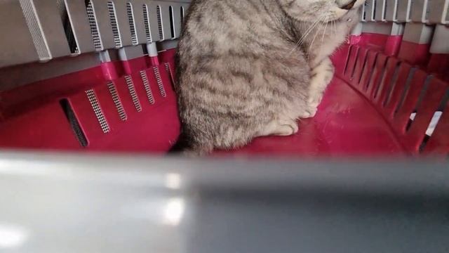 Кот Боник мяукает в машине и его всегда тошнит смотреть онлайн