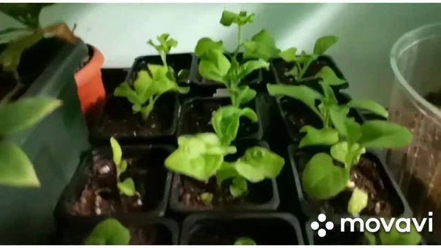 Всходы повторного посева крупноплодного лука, выселяю рассаду на лоджию. Пикировка петунии смотреть онлайн