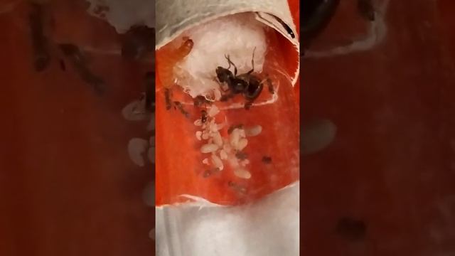 Муравьиная матка пытается укусить личинку жука знахаря смотреть онлайн