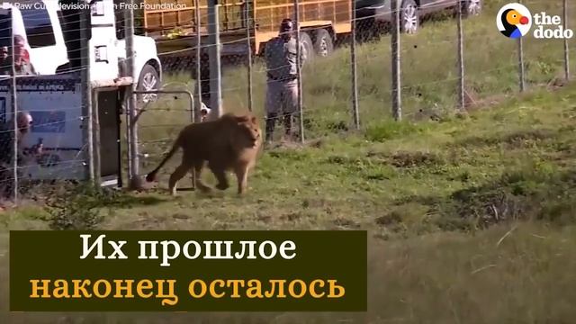 Не покупайте билеты в цирк с животными! смотреть онлайн