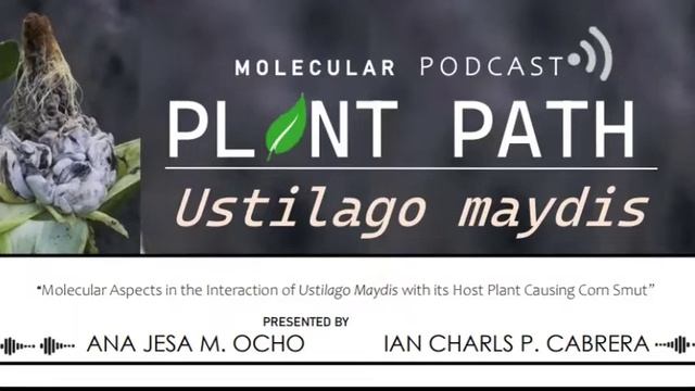 CORN SMUT DISEASE (Ustilago maydis) --- PODCAST смотреть онлайн