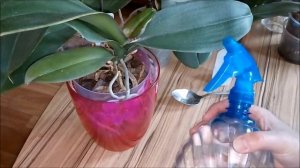 Опрыскиваю орхидею перекисью водорода.