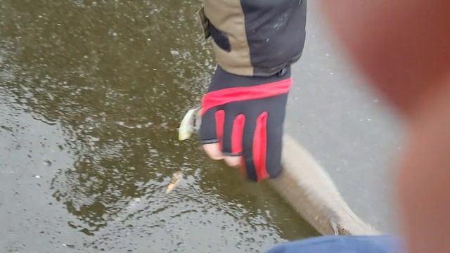 Ловля форели на ратлин смотреть онлайн