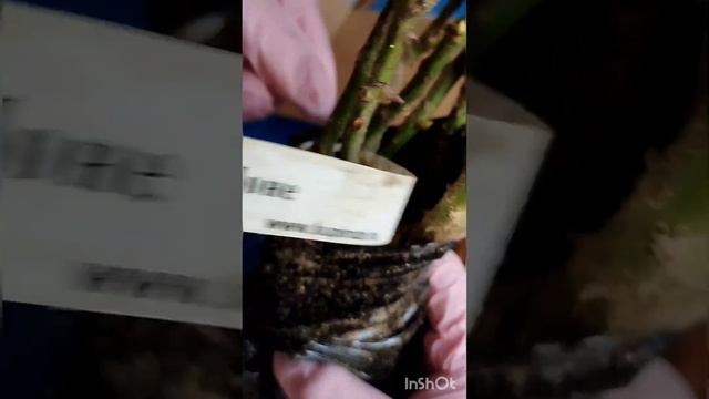 Посылка из питомника Нью Джерси. 06.04.2023 г.