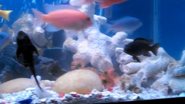 Crushed coral african cichlid tank смотреть онлайн