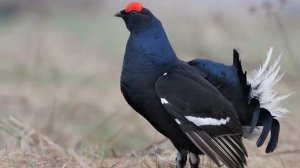 ИЗУЧАЕМ ГОЛОСА ПТИЦ l ПЕНИЕ ПТИЦ l Учим и угадываем птиц | Учим названия и их звуки для малышей