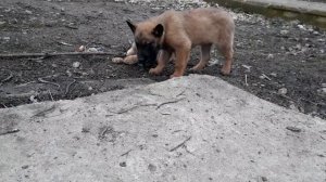 Какая собака Круче Амстафф или Малинуа ??? Время Озеленять двор, знакомство со щенками малинуа.